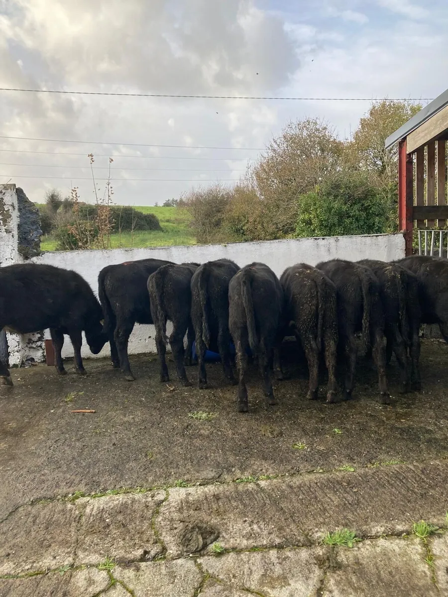 9 Angus Heifer Weanlings - Image 4