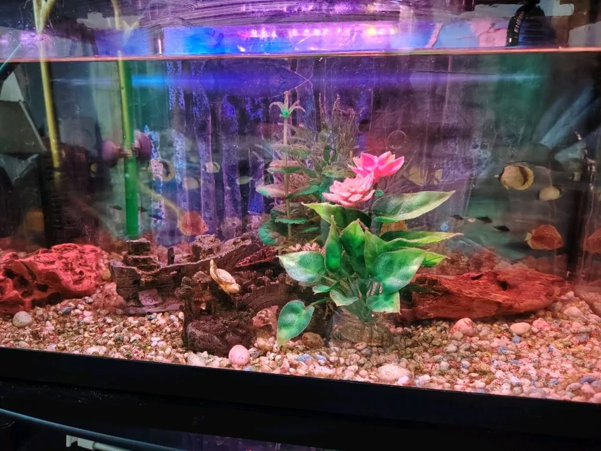 Fish tank plus 2 plecos - Image 1