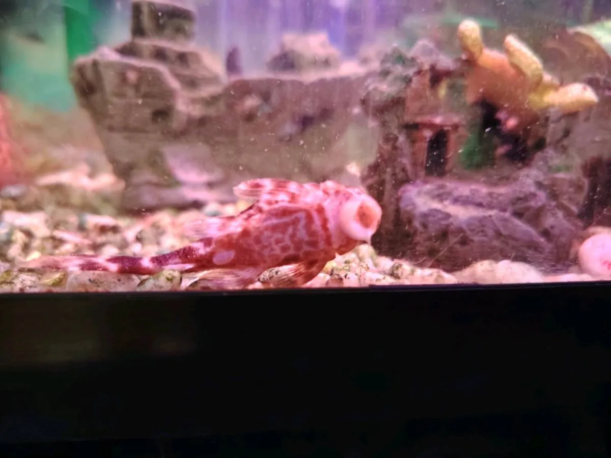 Fish tank plus 2 plecos - Image 2