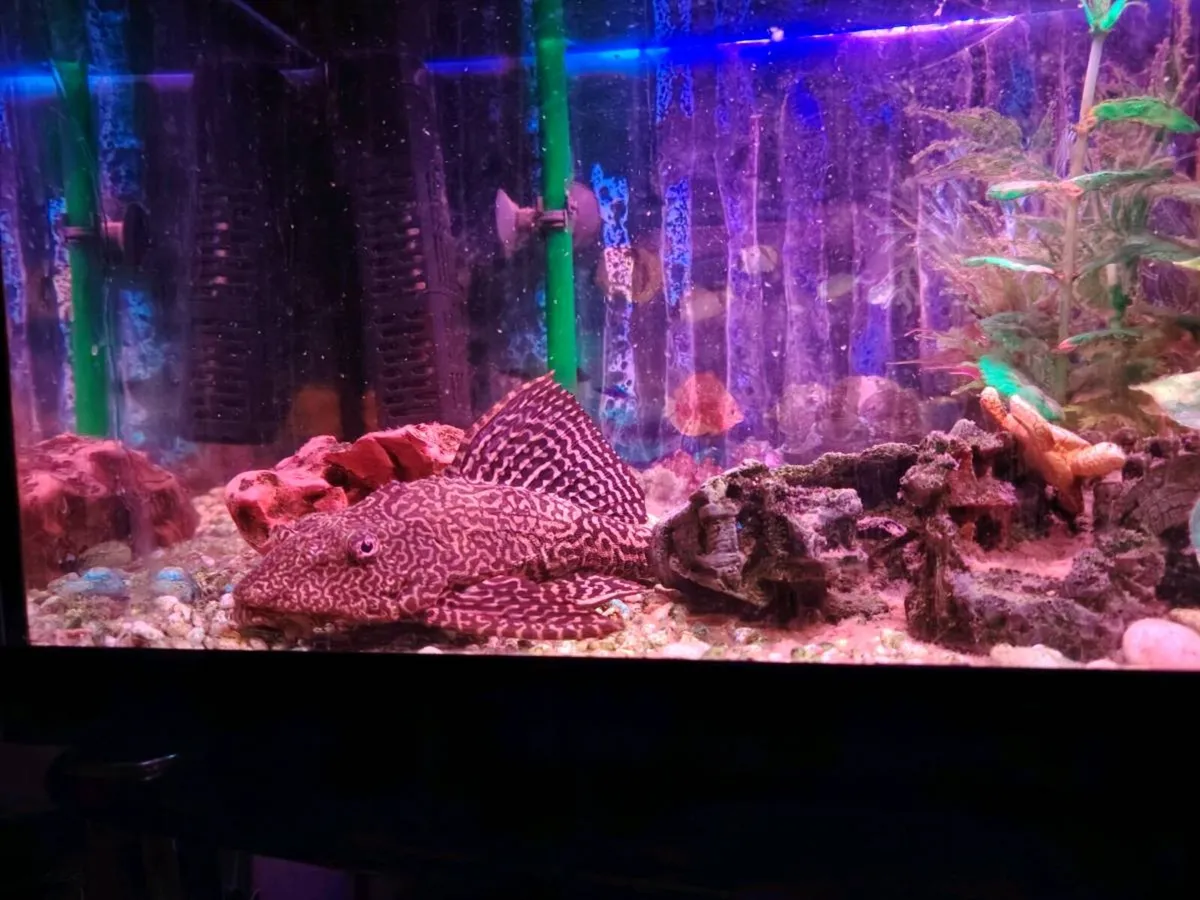 Fish tank plus 2 plecos - Image 3