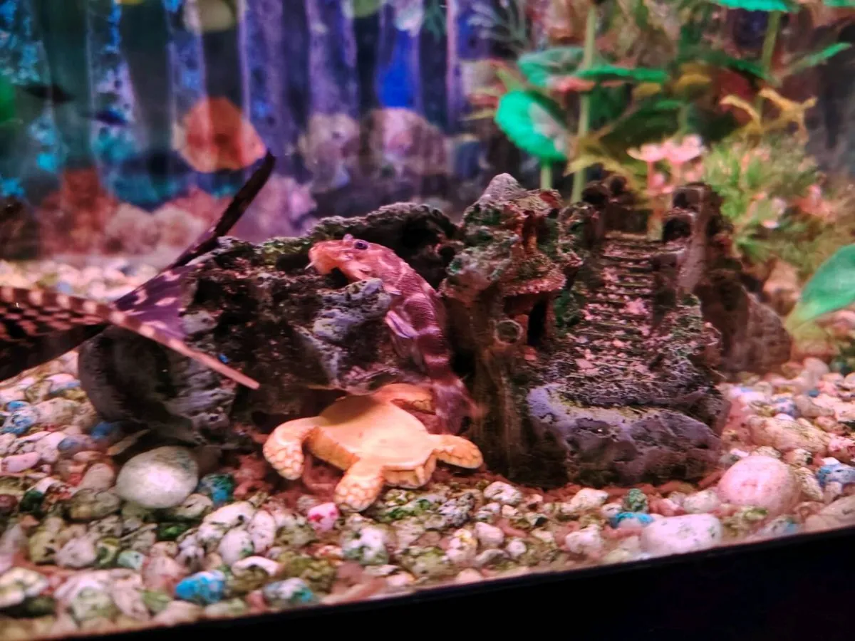 Fish tank plus 2 plecos - Image 4