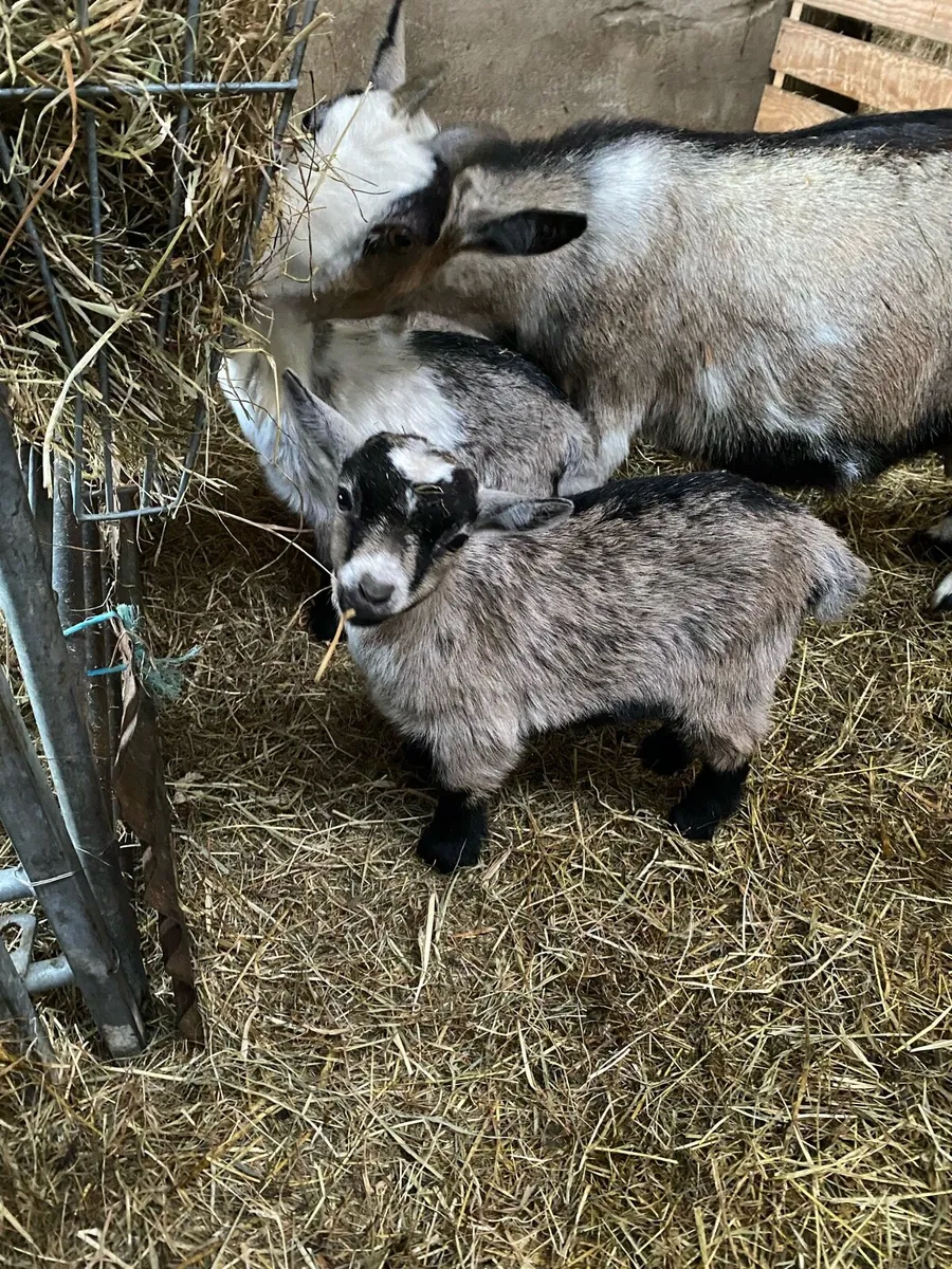 Pygmy goat kids - Image 2