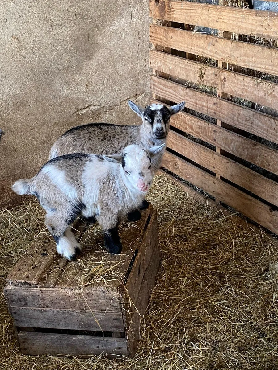 Pygmy goat kids - Image 3