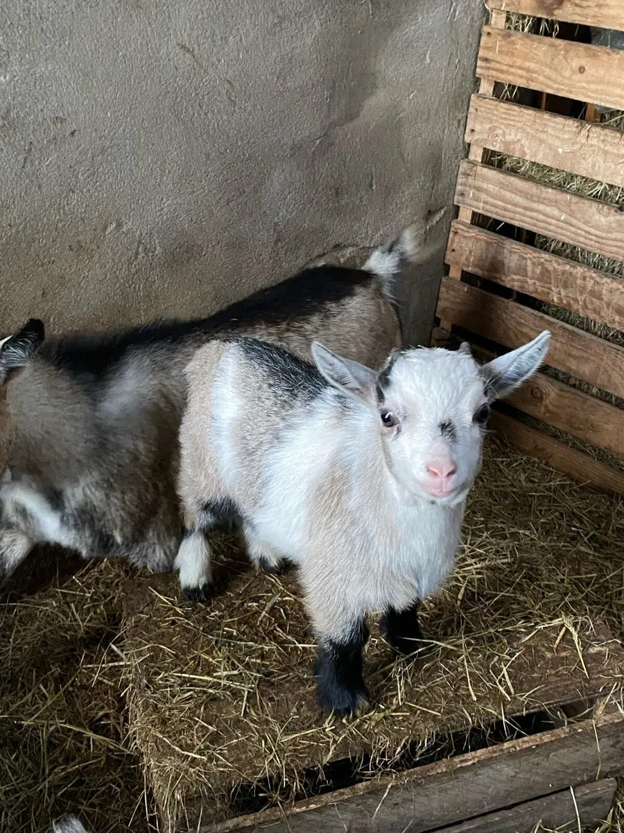 Pygmy goat kids - Image 1