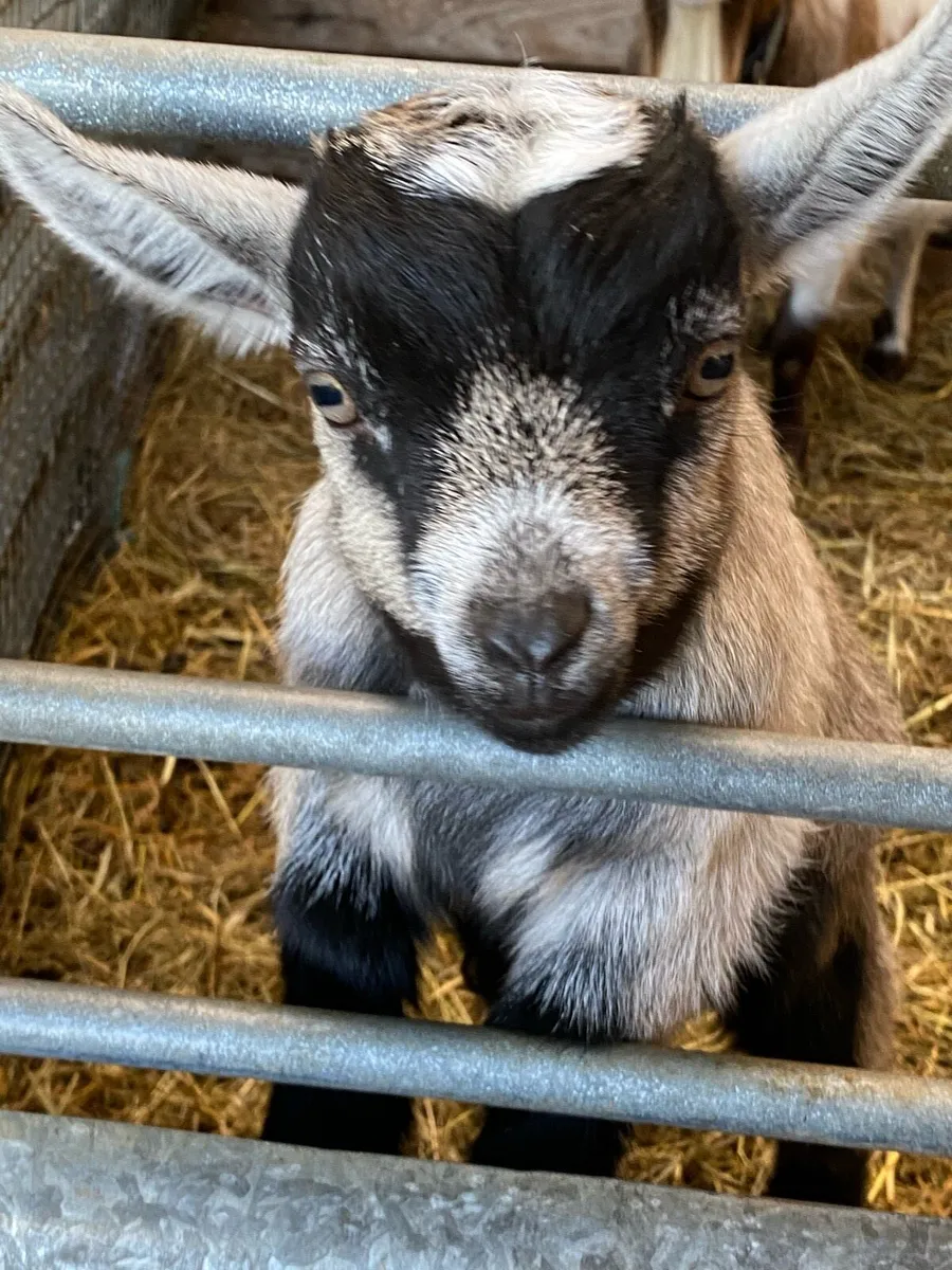 Pygmy goat kids - Image 4