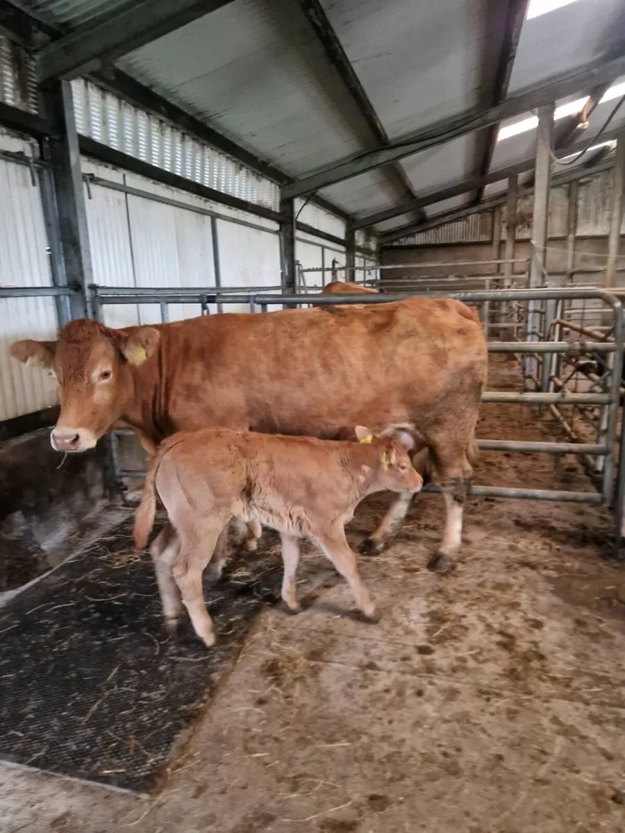2 first calvers - Image 1