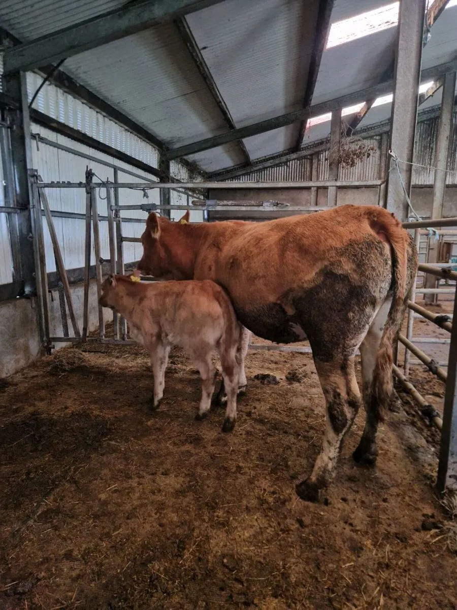2 first calvers - Image 2