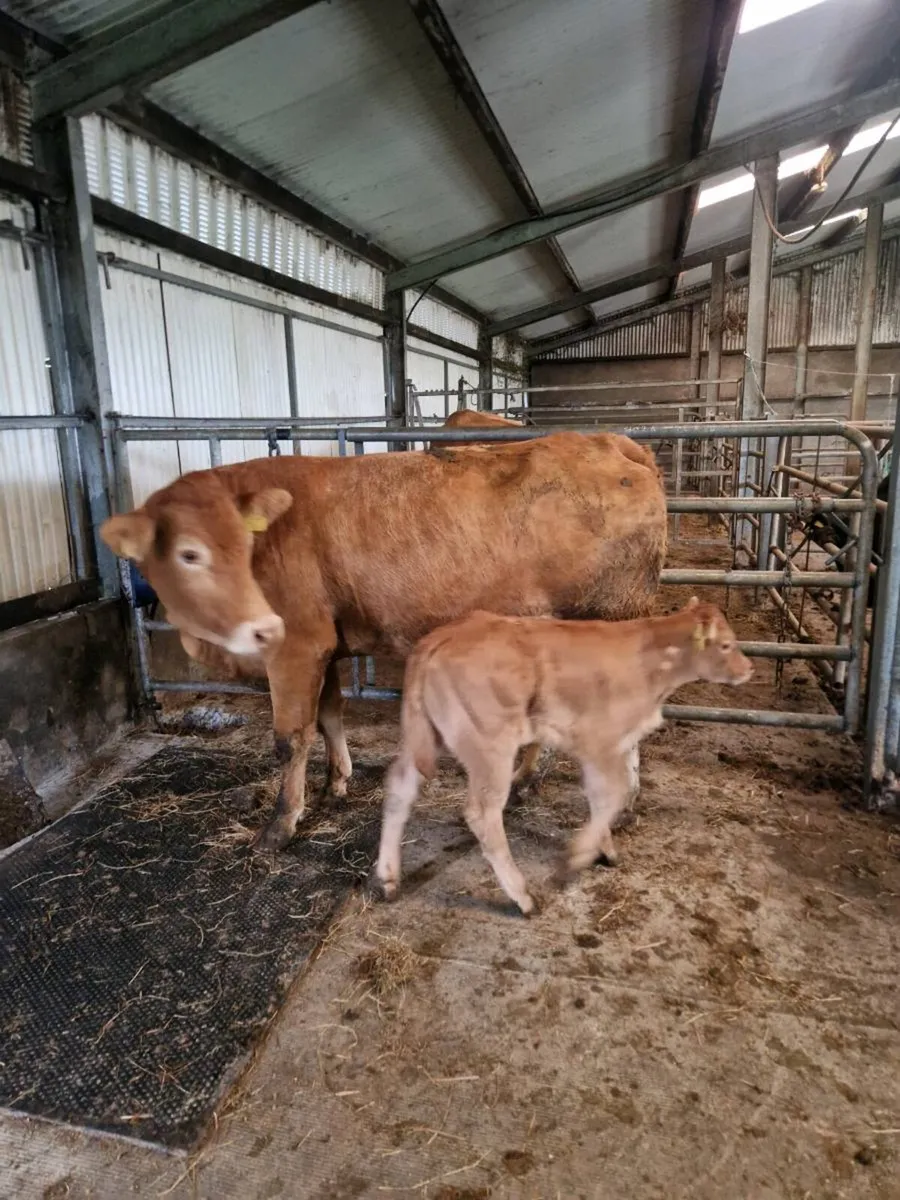 2 first calvers - Image 3