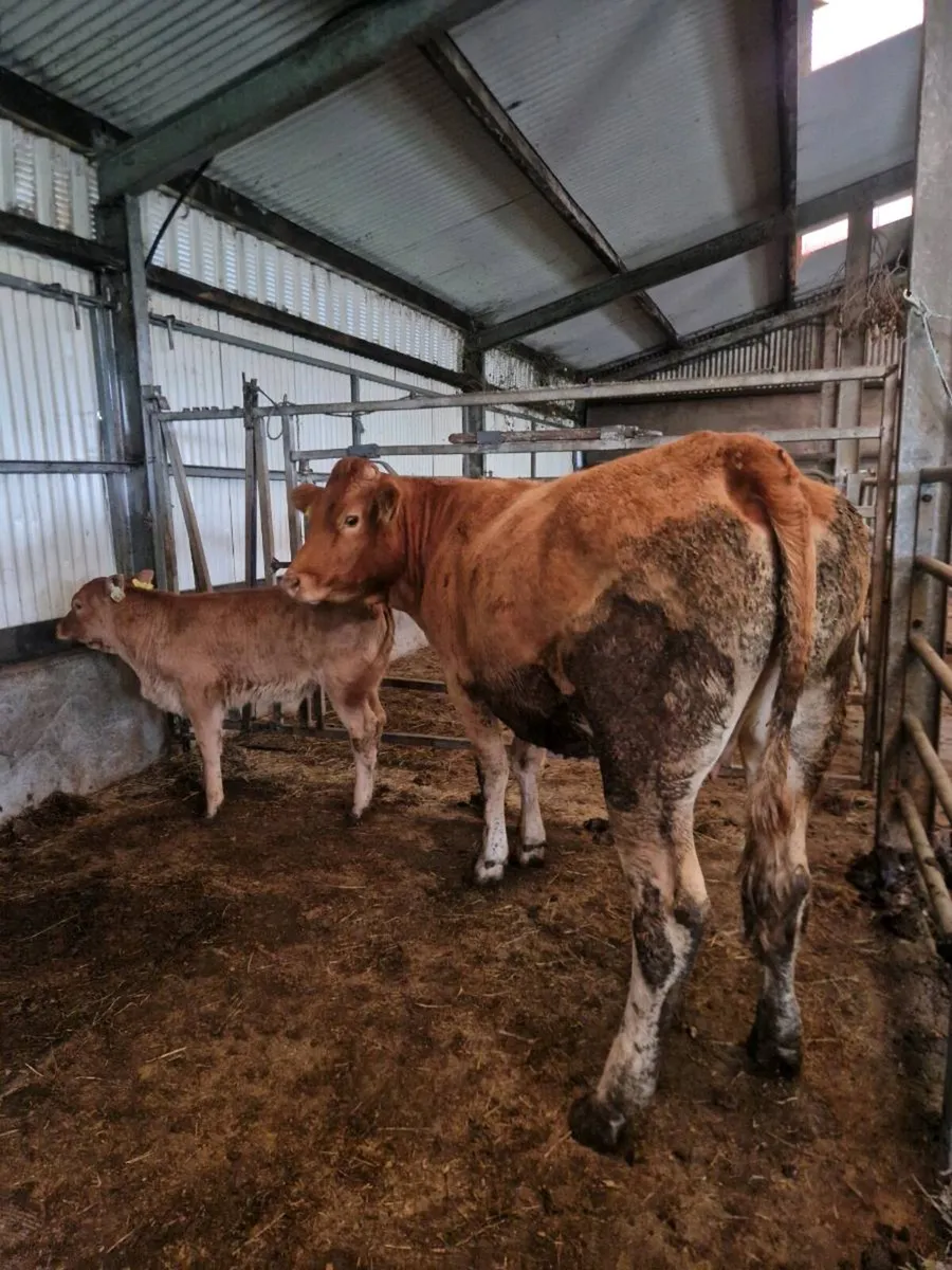 2 first calvers - Image 4
