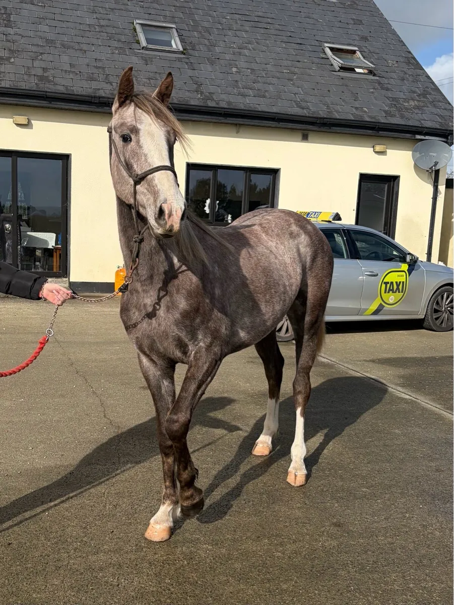CASTLE AURORA-QUALITY ISH FILLY 🐴 - Image 1