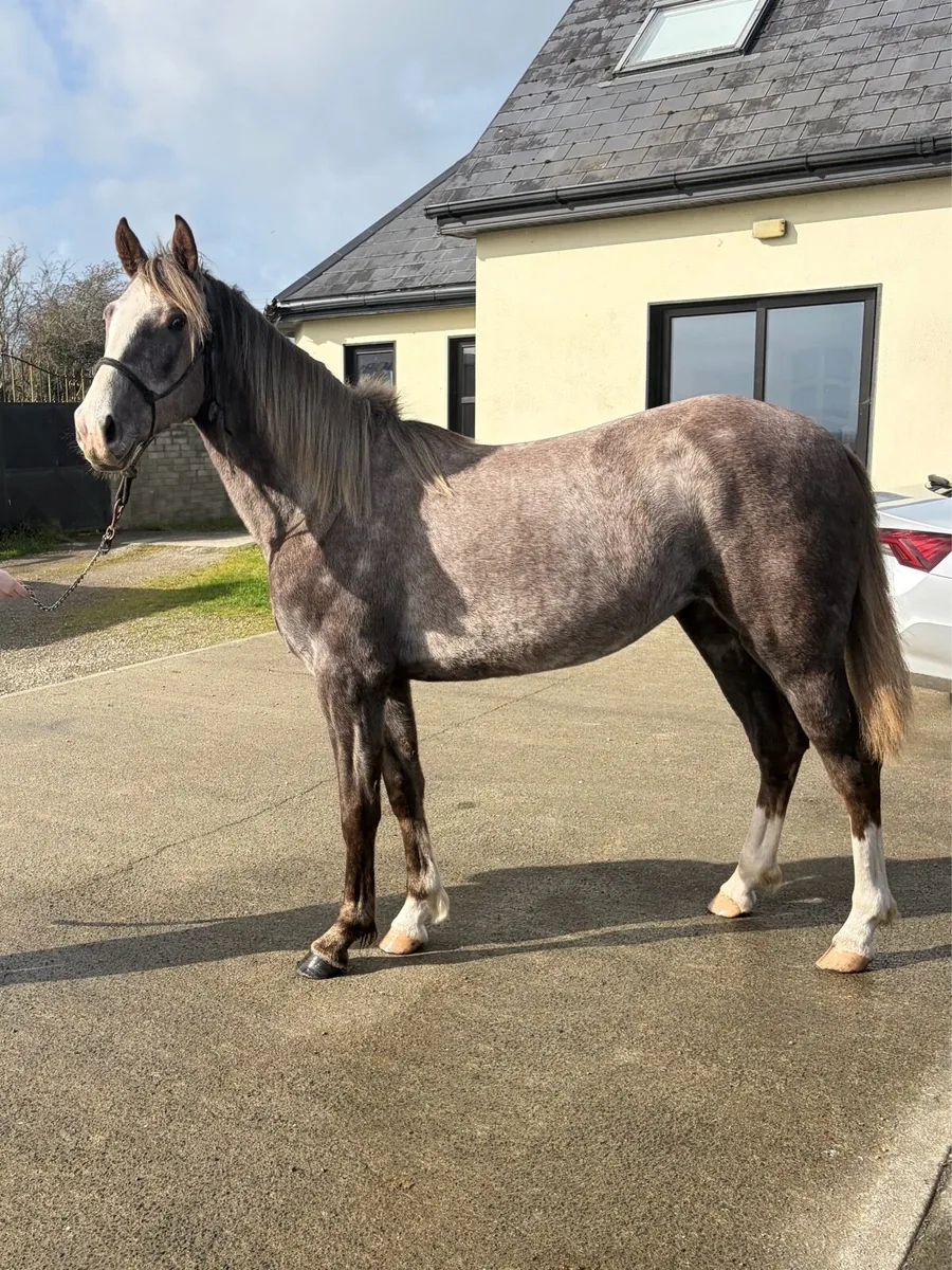 CASTLE AURORA-QUALITY ISH FILLY 🐴 - Image 2