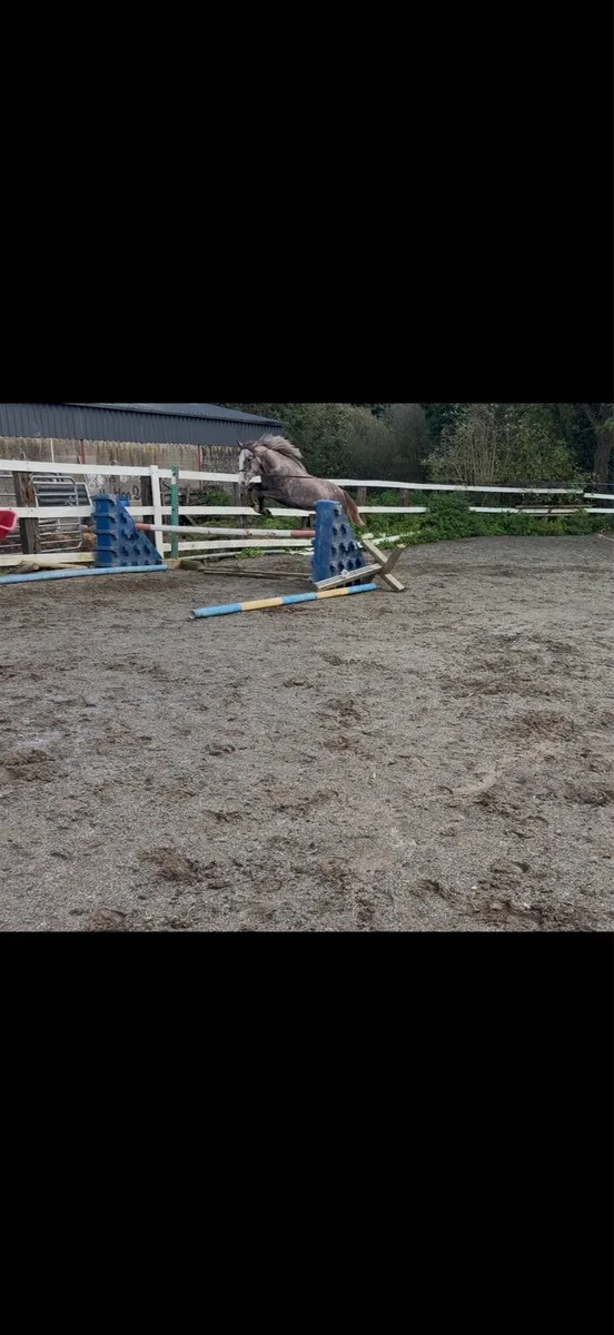 CASTLE AURORA-QUALITY ISH FILLY 🐴 - Image 4