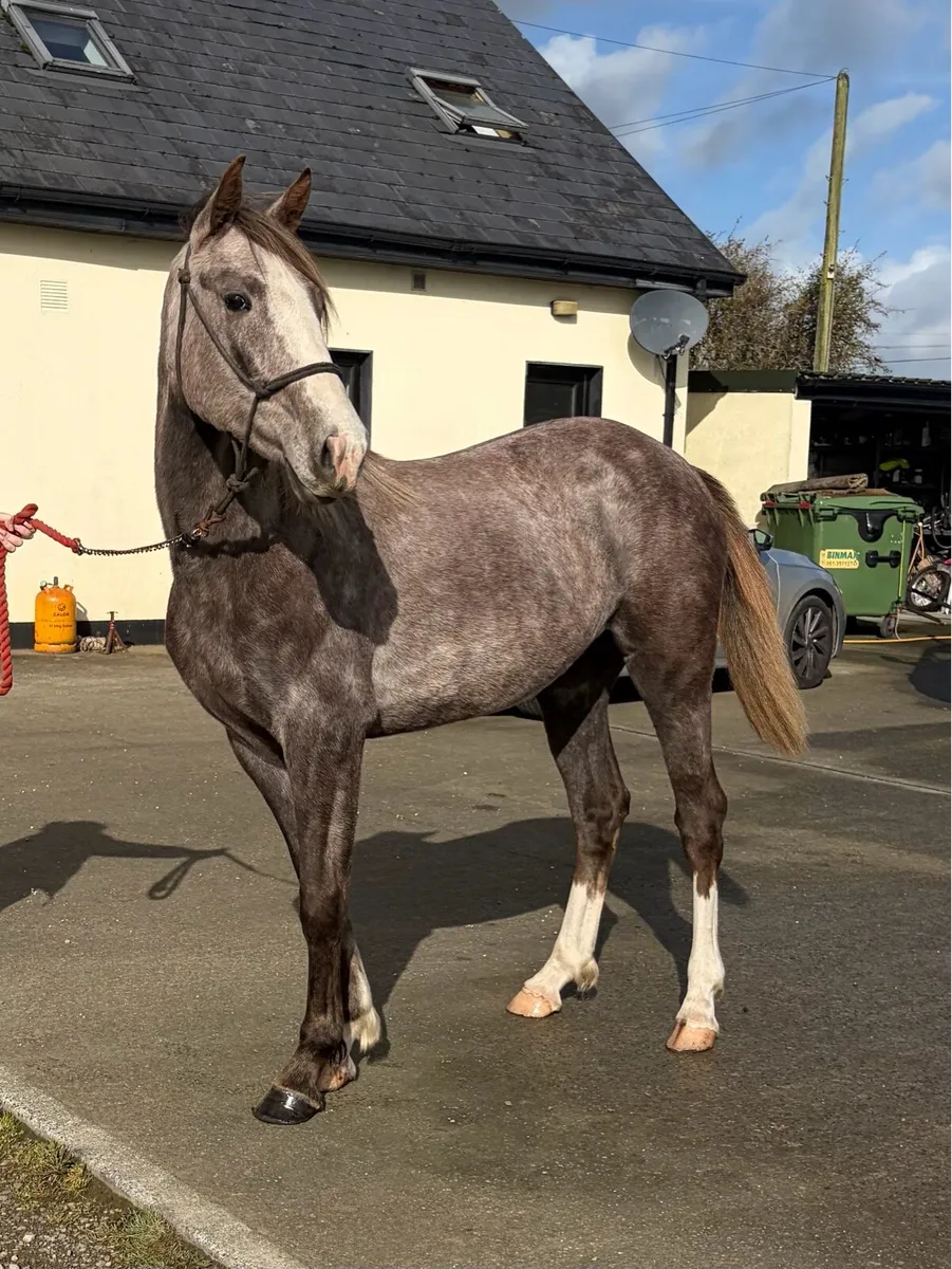 CASTLE AURORA-QUALITY ISH FILLY 🐴 - Image 3