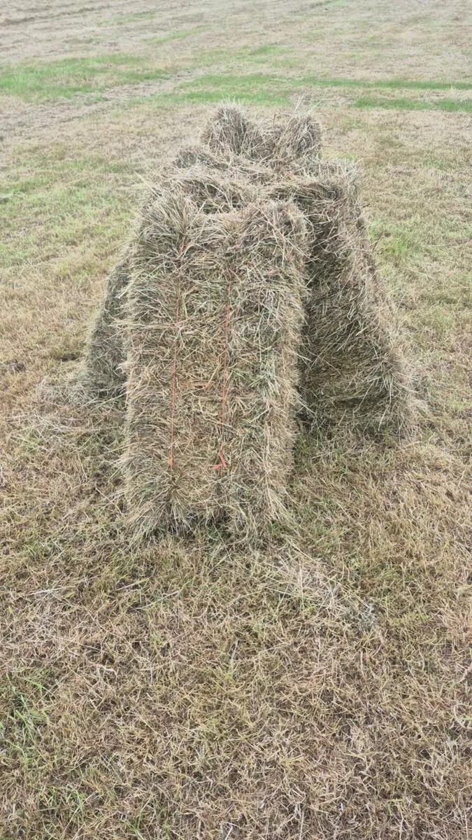 Hay
