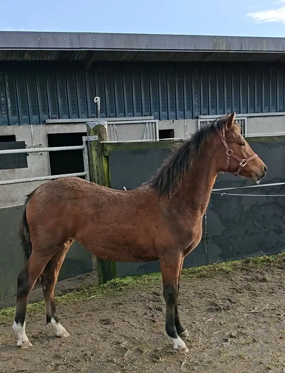 Quality Connemara filly with a bright future for sale in Galway for €0 ...