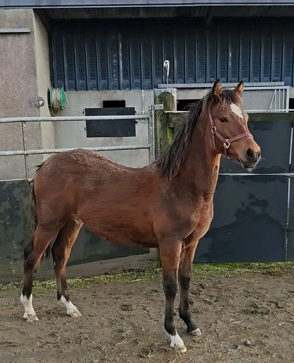 Quality Connemara filly with a bright future for sale in Galway for €0 ...