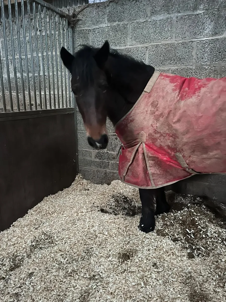 Ideal project pony - Image 1