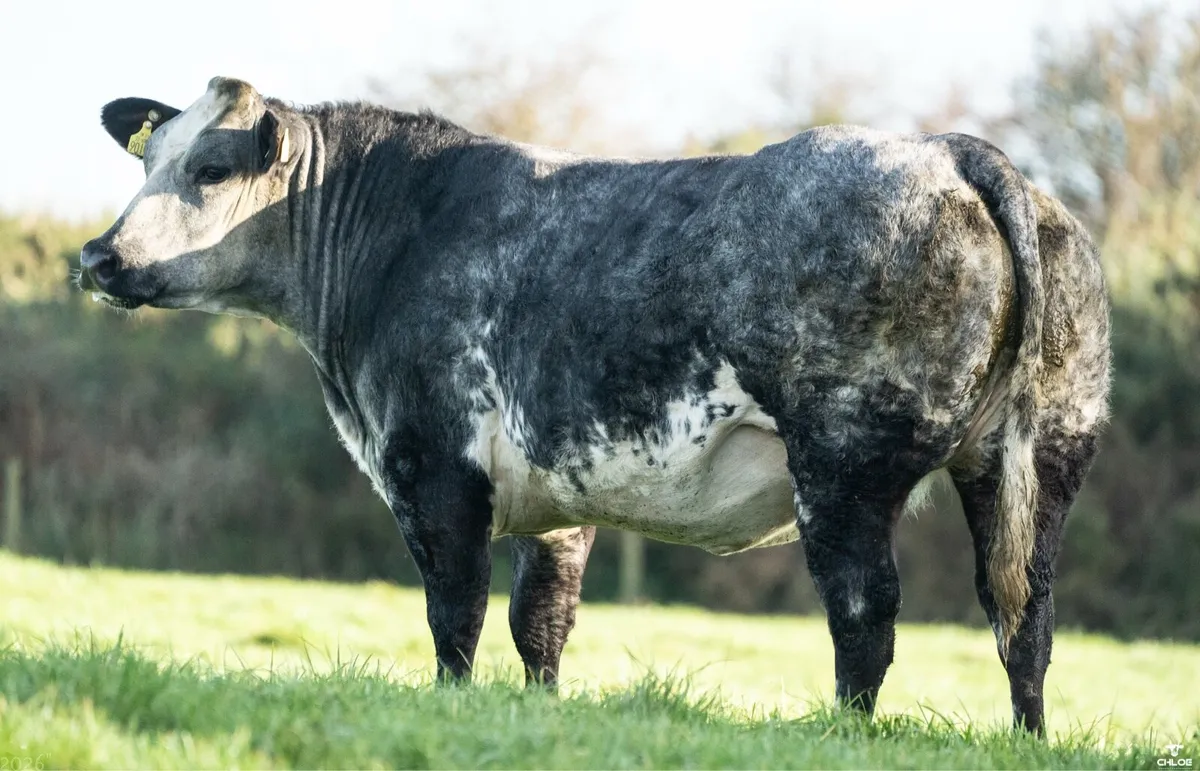 🔥Walter Brennan 19th annual incalf heifer sale - Image 1
