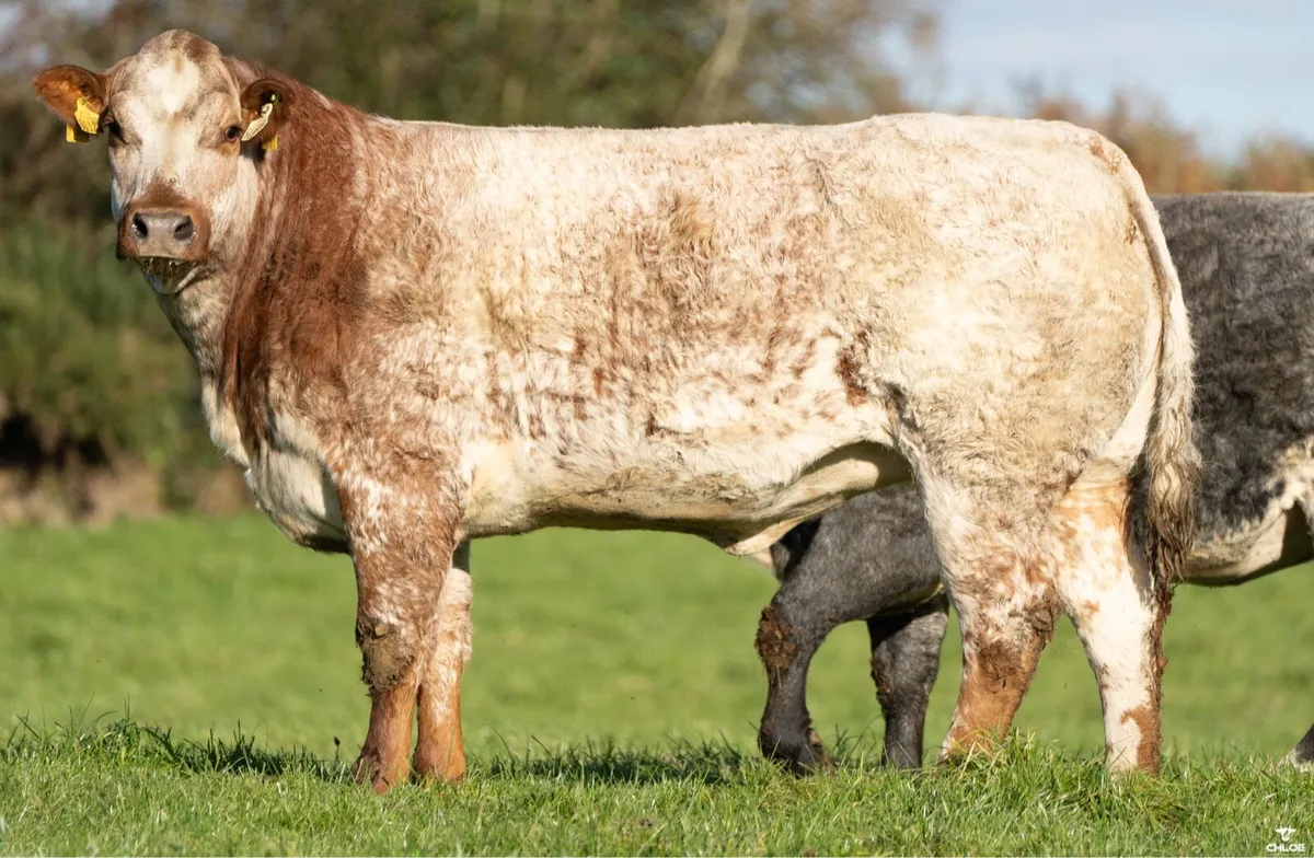 🔥Walter Brennan 19th annual incalf heifer sale - Image 2