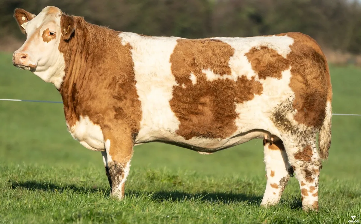 🔥Walter Brennan 19th annual incalf heifer sale - Image 3