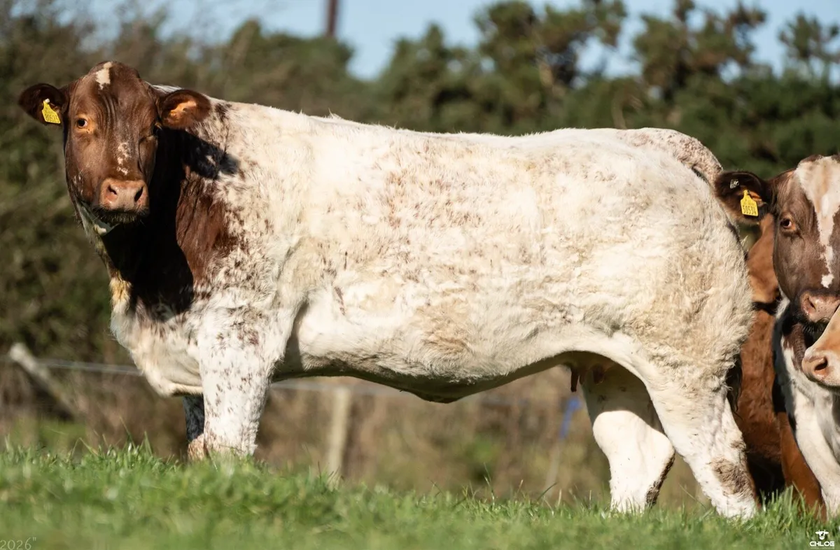 🔥Walter Brennan 19th annual incalf heifer sale - Image 4