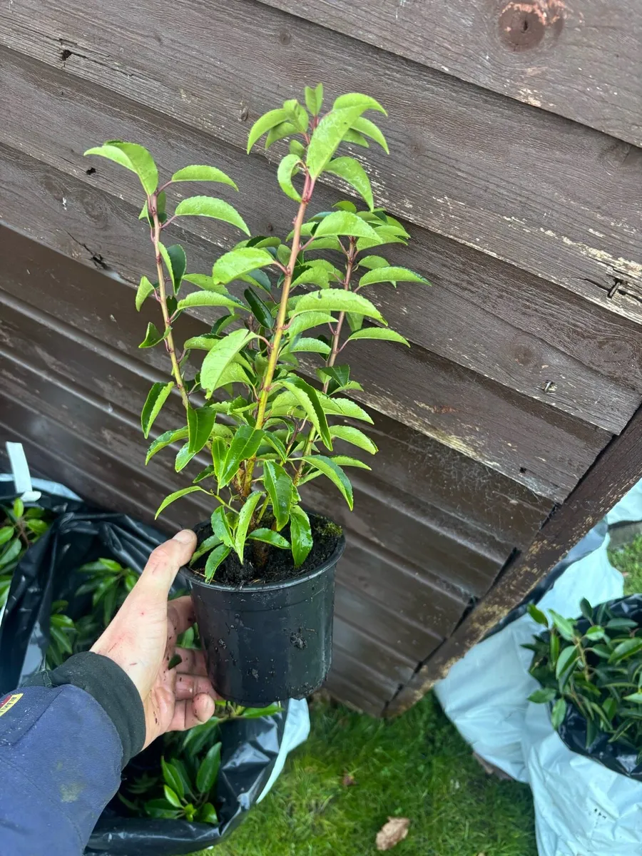 Portuguese Laurel Hedging - Image 1
