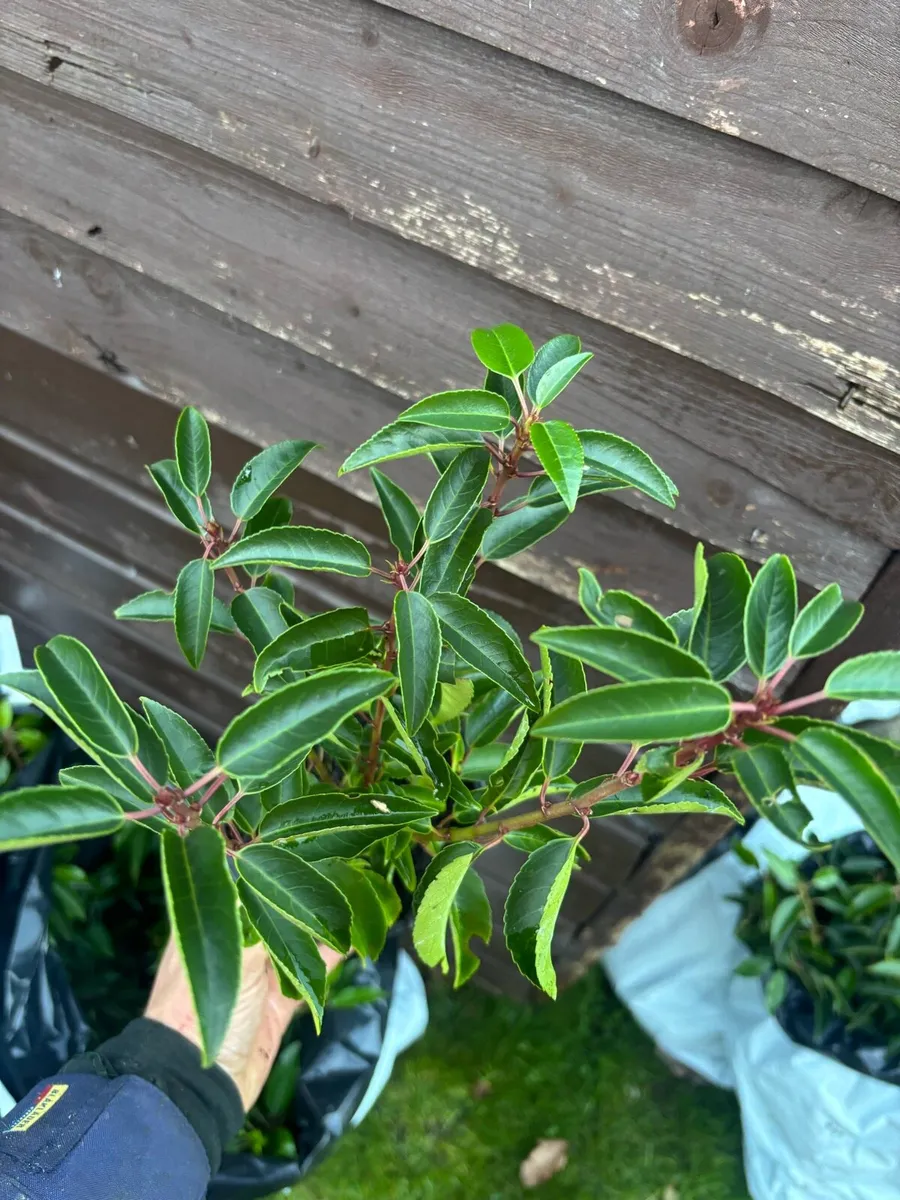 Portuguese Laurel Hedging - Image 2