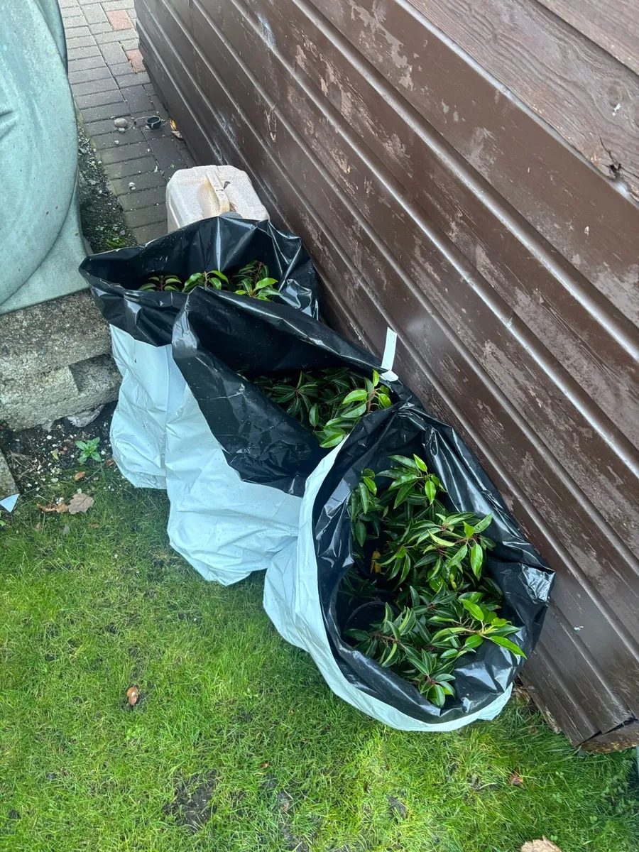 Portuguese Laurel Hedging - Image 3