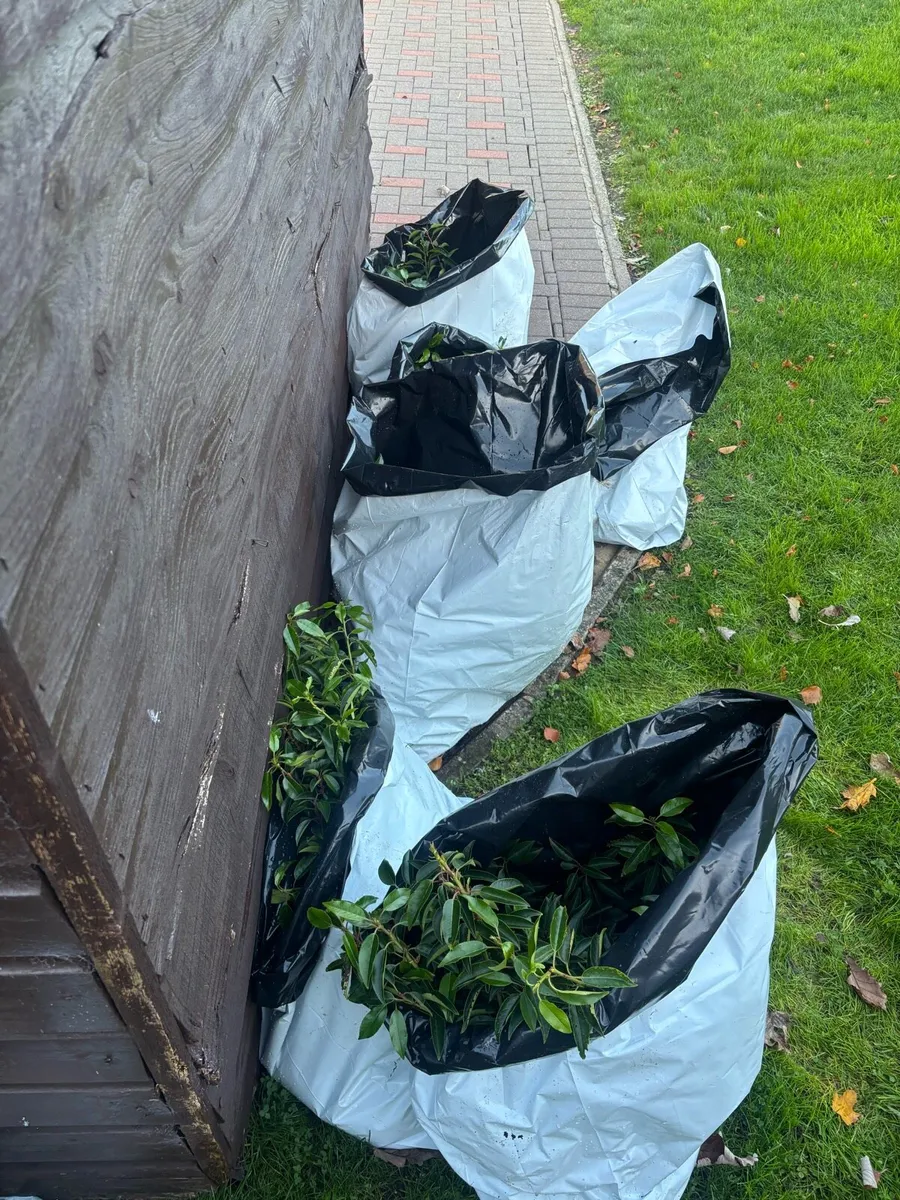 Portuguese Laurel Hedging - Image 4
