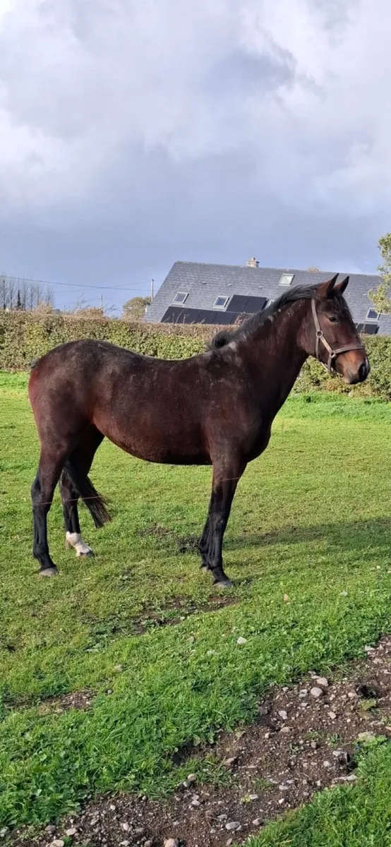 Rising 3 year old Bay Filly - Image 3