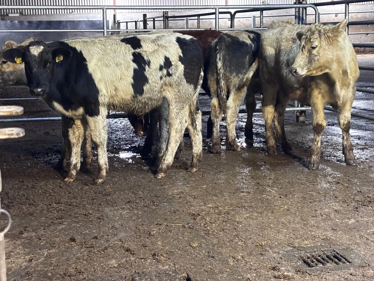 5 continental bull Weanlings for sale @€1060 - Image 1