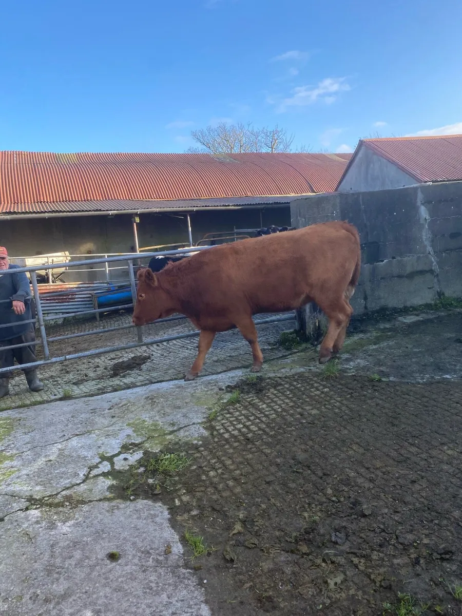 Suckler heifers - Image 1