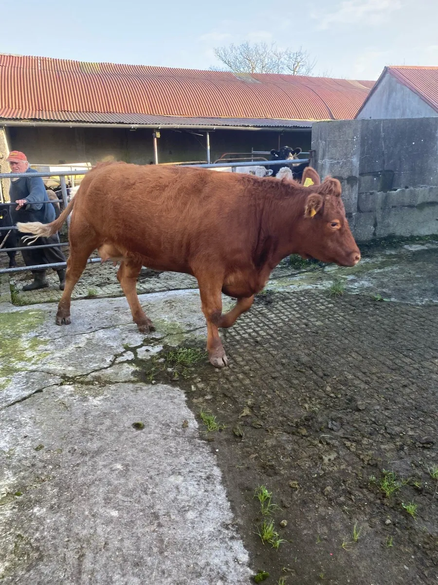 Suckler heifers - Image 2