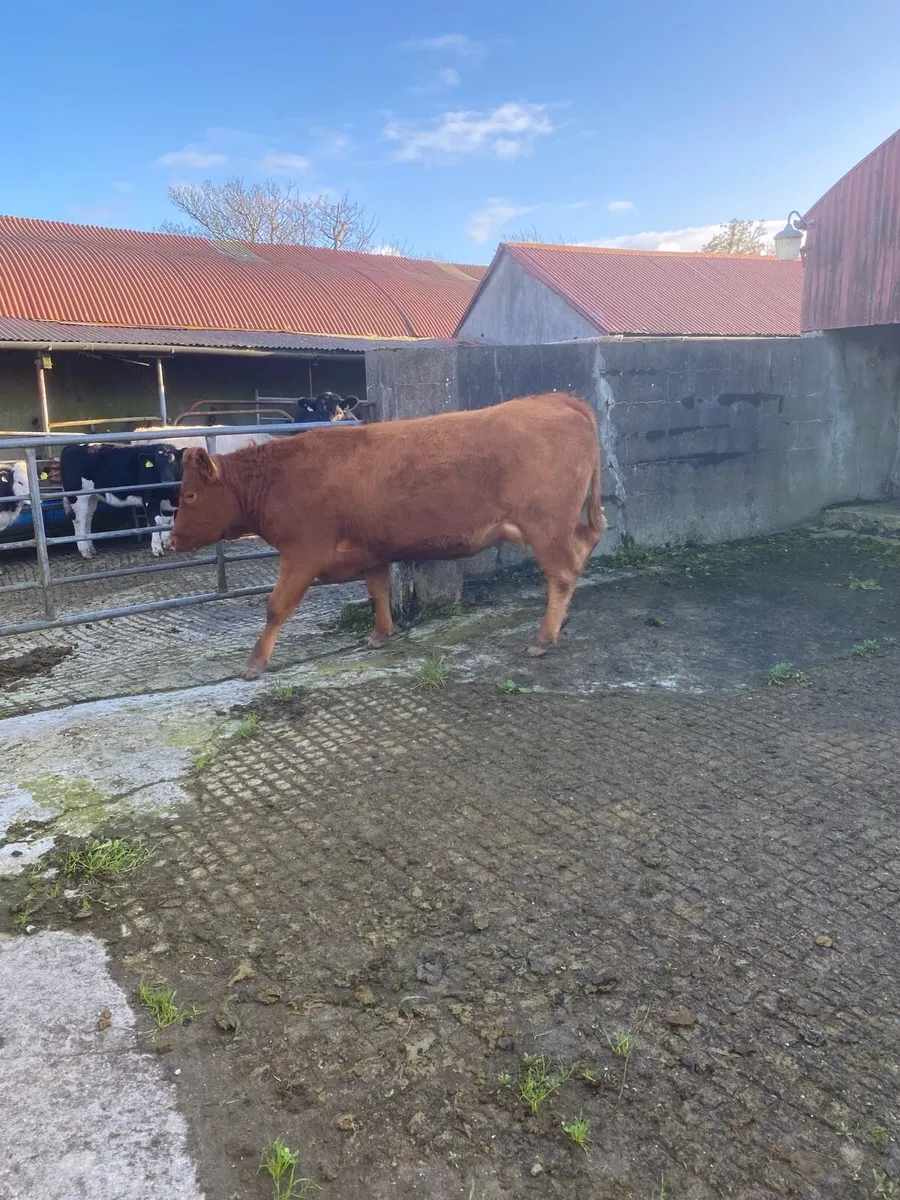 Suckler heifers - Image 3