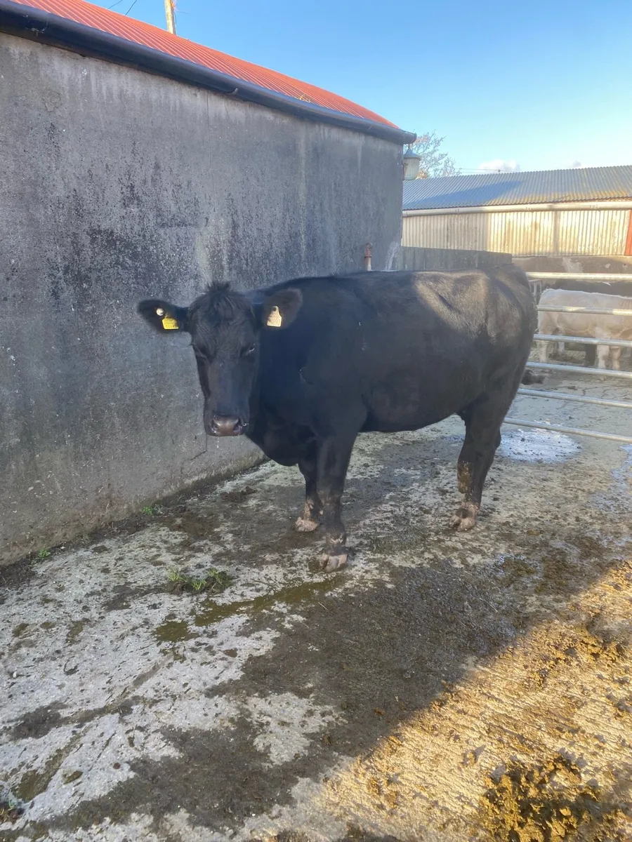 Suckler heifers - Image 4