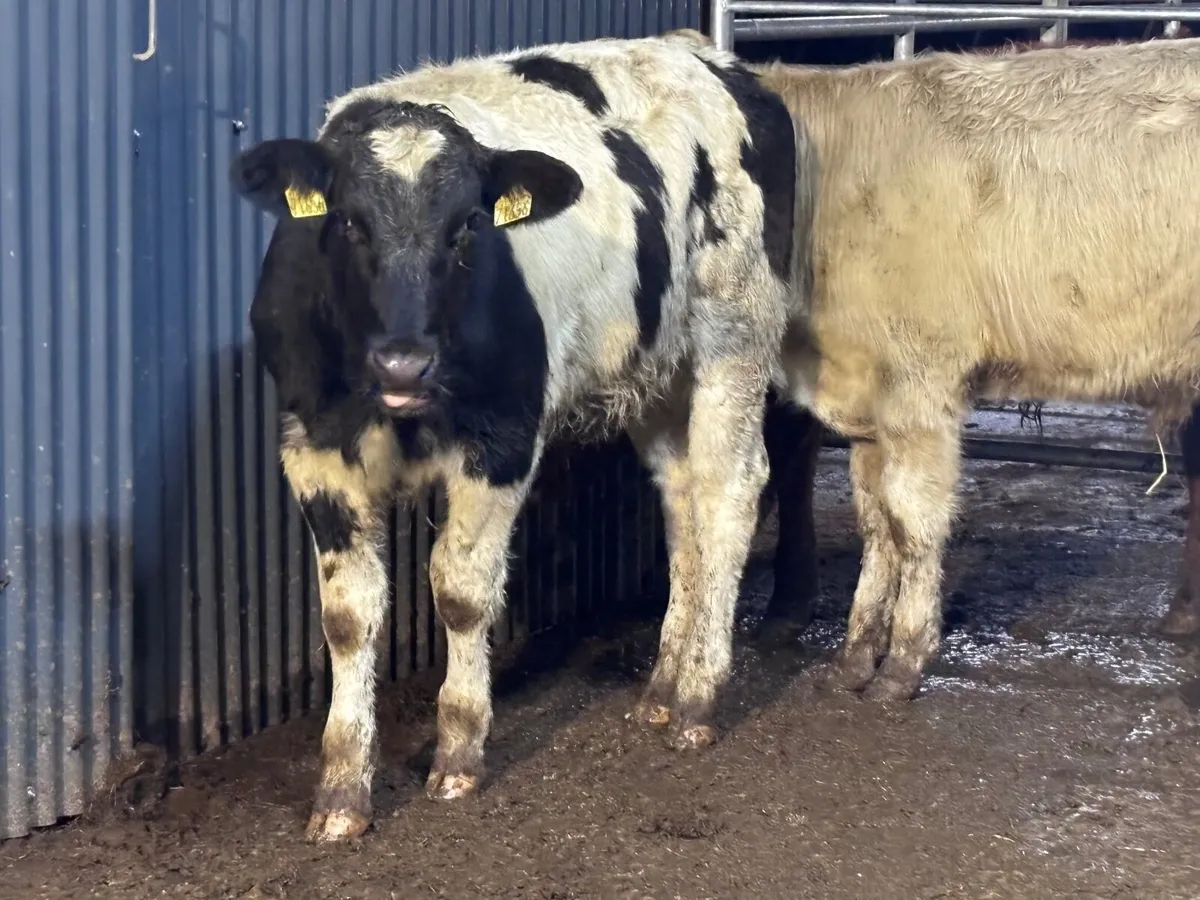 5 continental bull Weanlings for sale @€1060 - Image 2