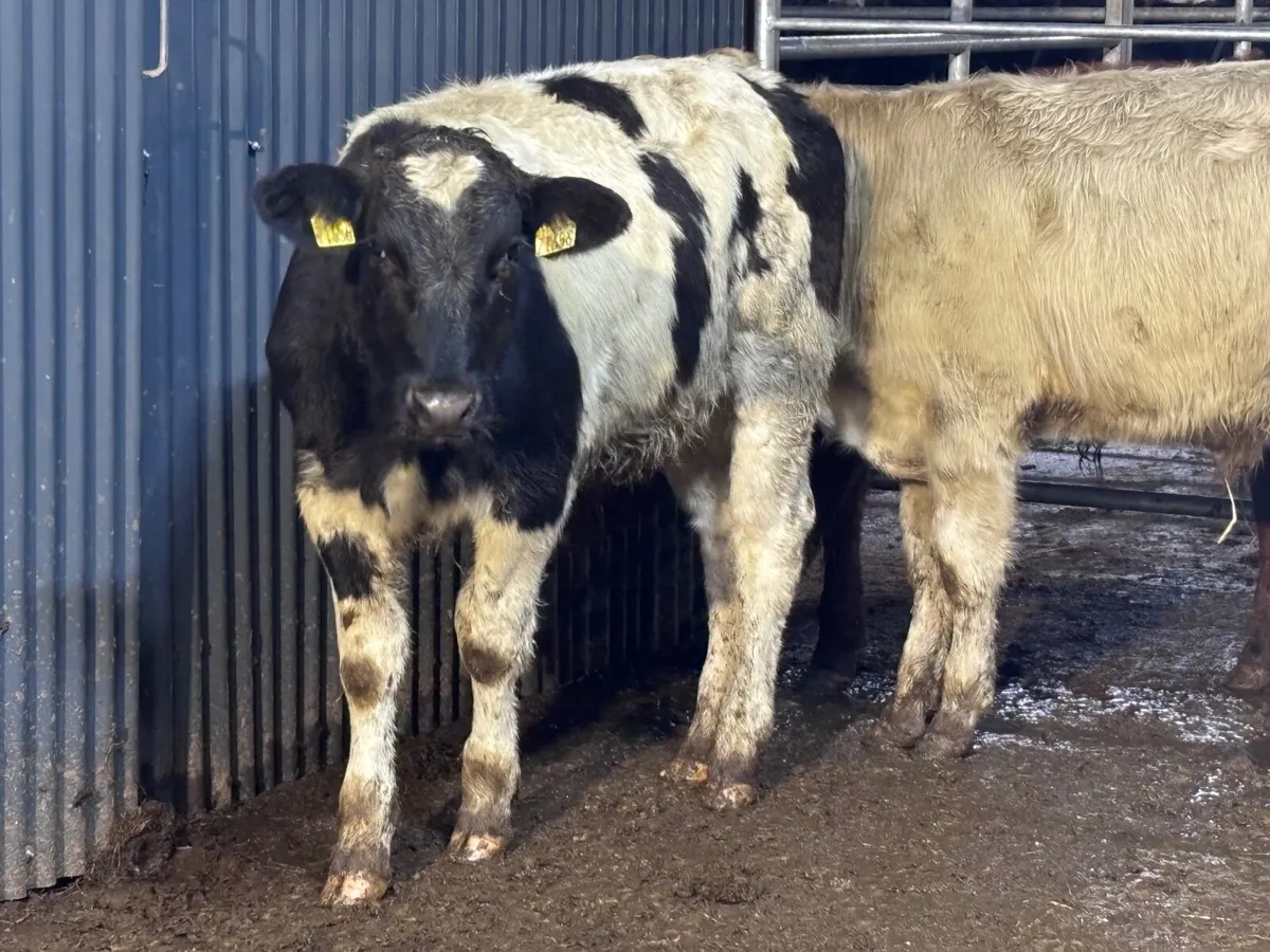 5 continental bull Weanlings for sale @€1060 - Image 3