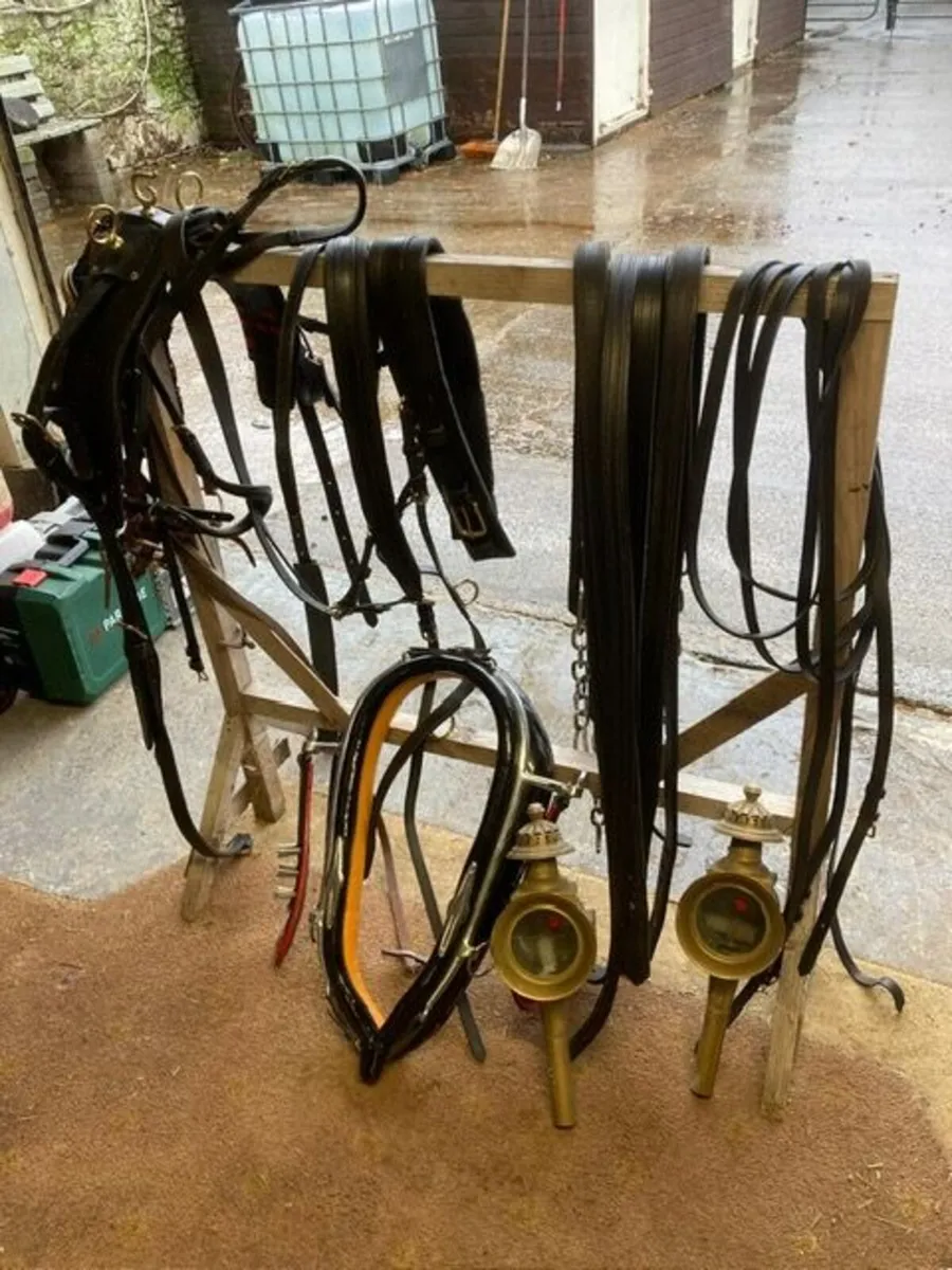 horses