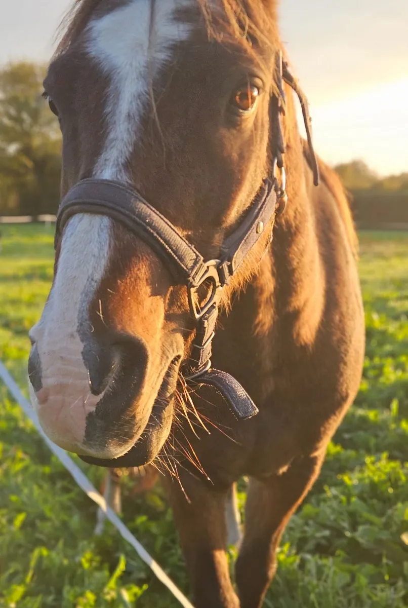 Pony - Image 3