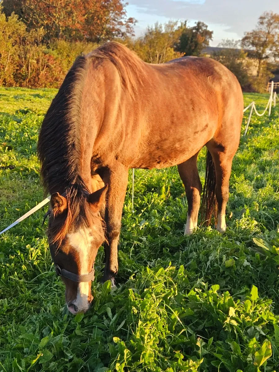 Pony - Image 4