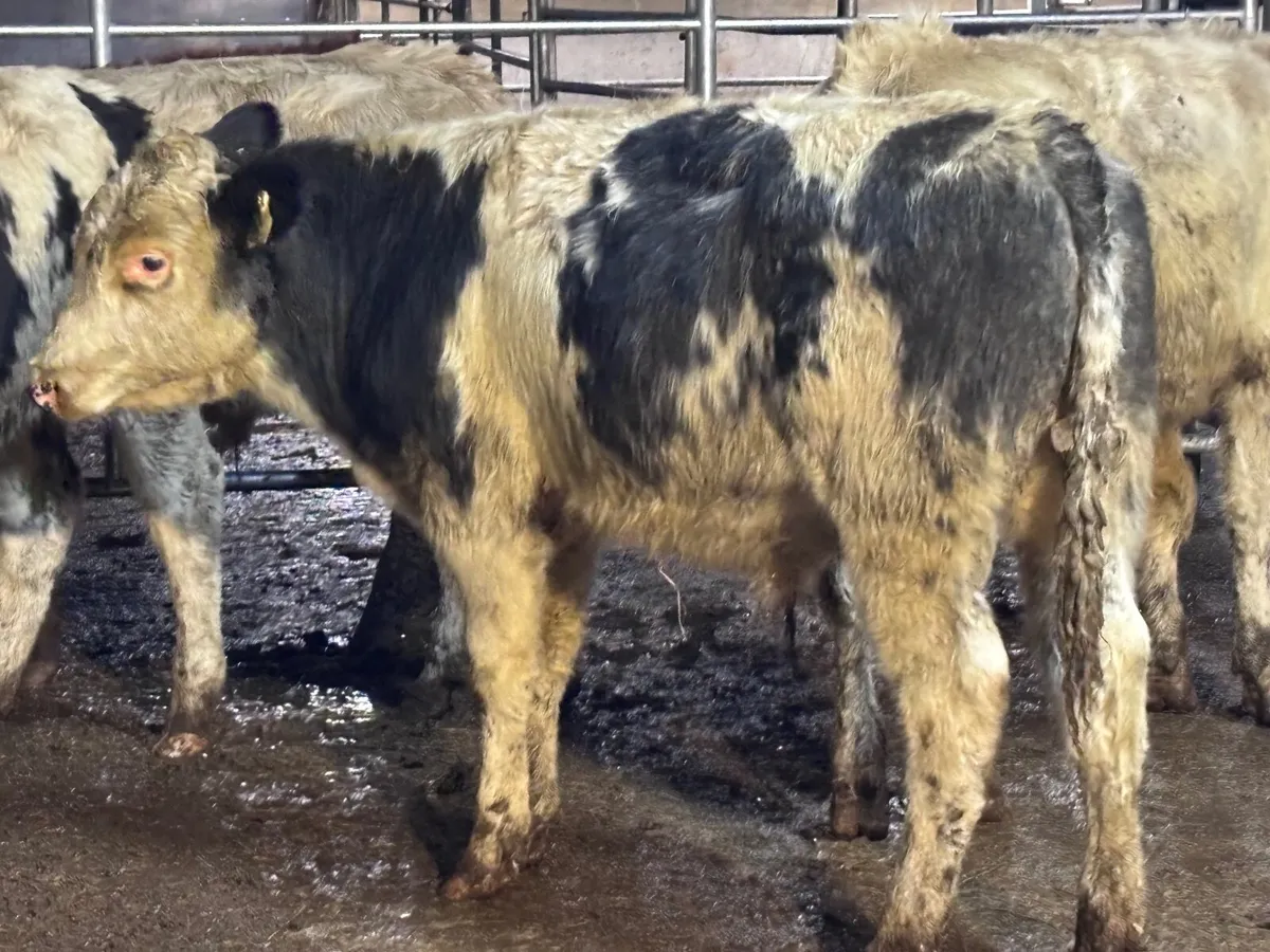 5 continental bull Weanlings for sale @€1060 - Image 4