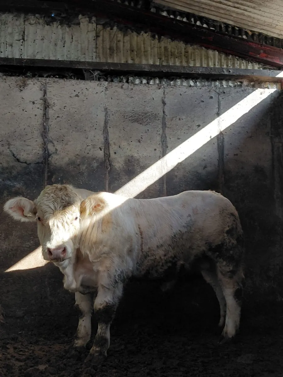 Charolais Bull - Image 1