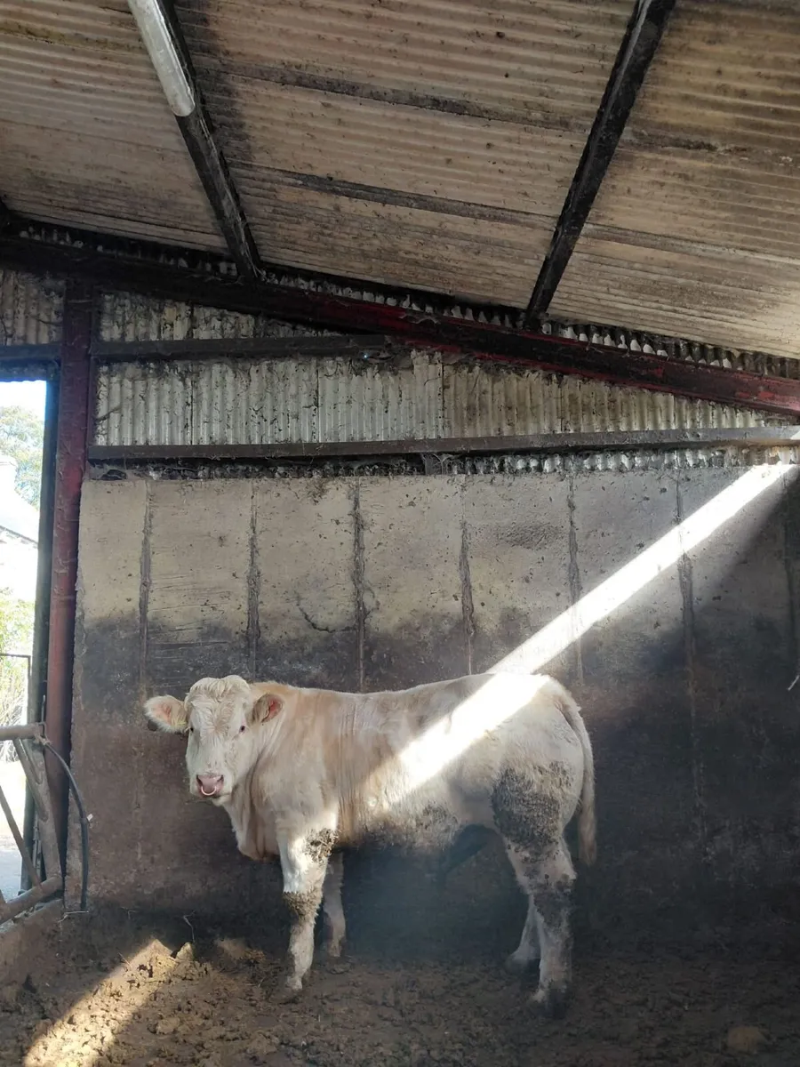 Charolais Bull - Image 2
