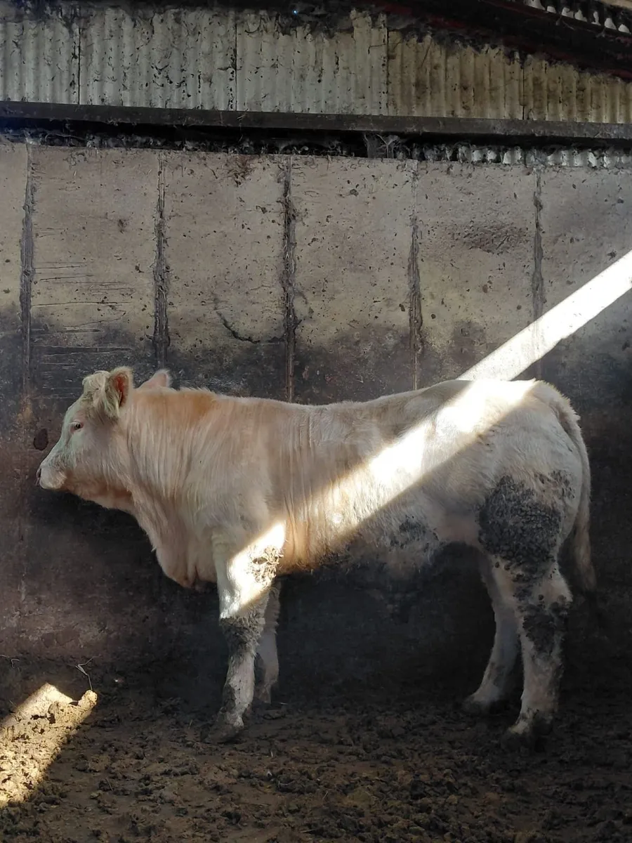 Charolais Bull - Image 3