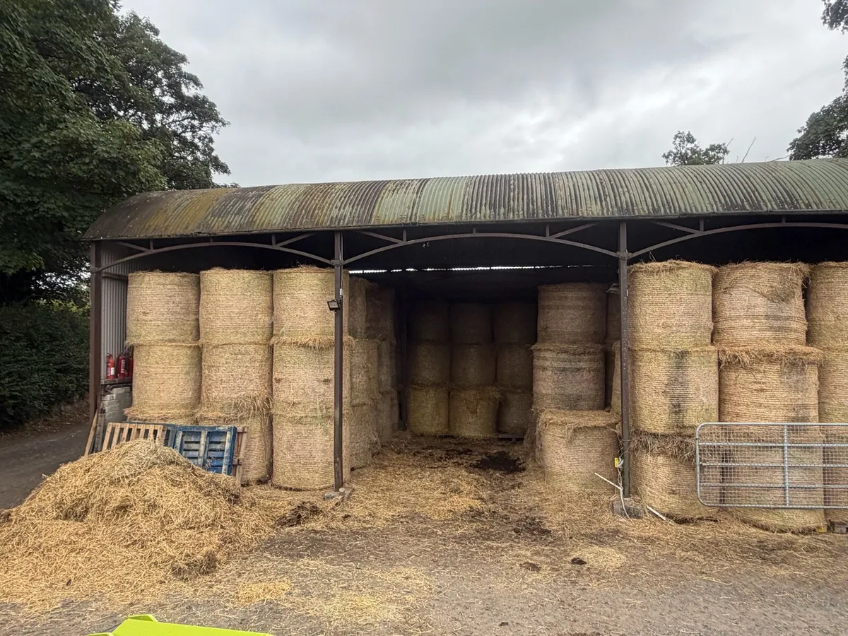 Top Quality Horse Hay 2026 - Image 3