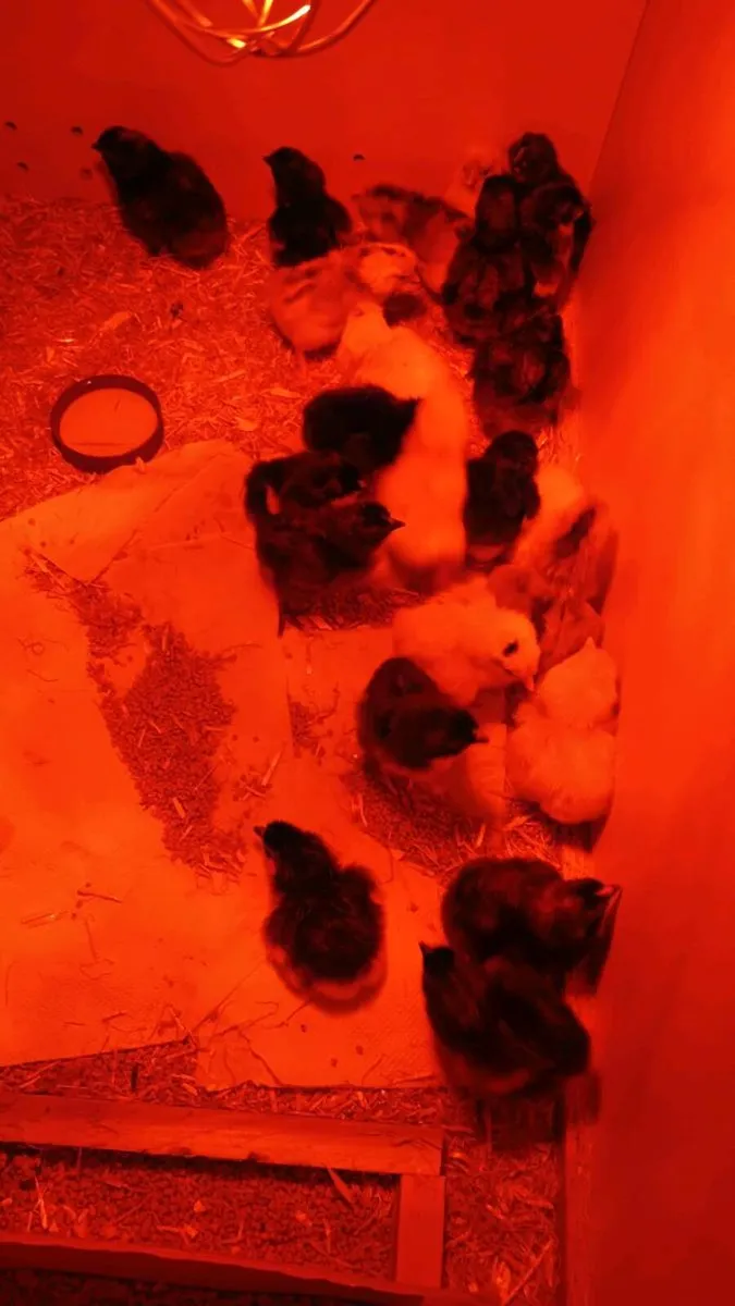 🐣 Day-Old Chicks for Sale! 🐣

Day-old chicks fro - Image 1