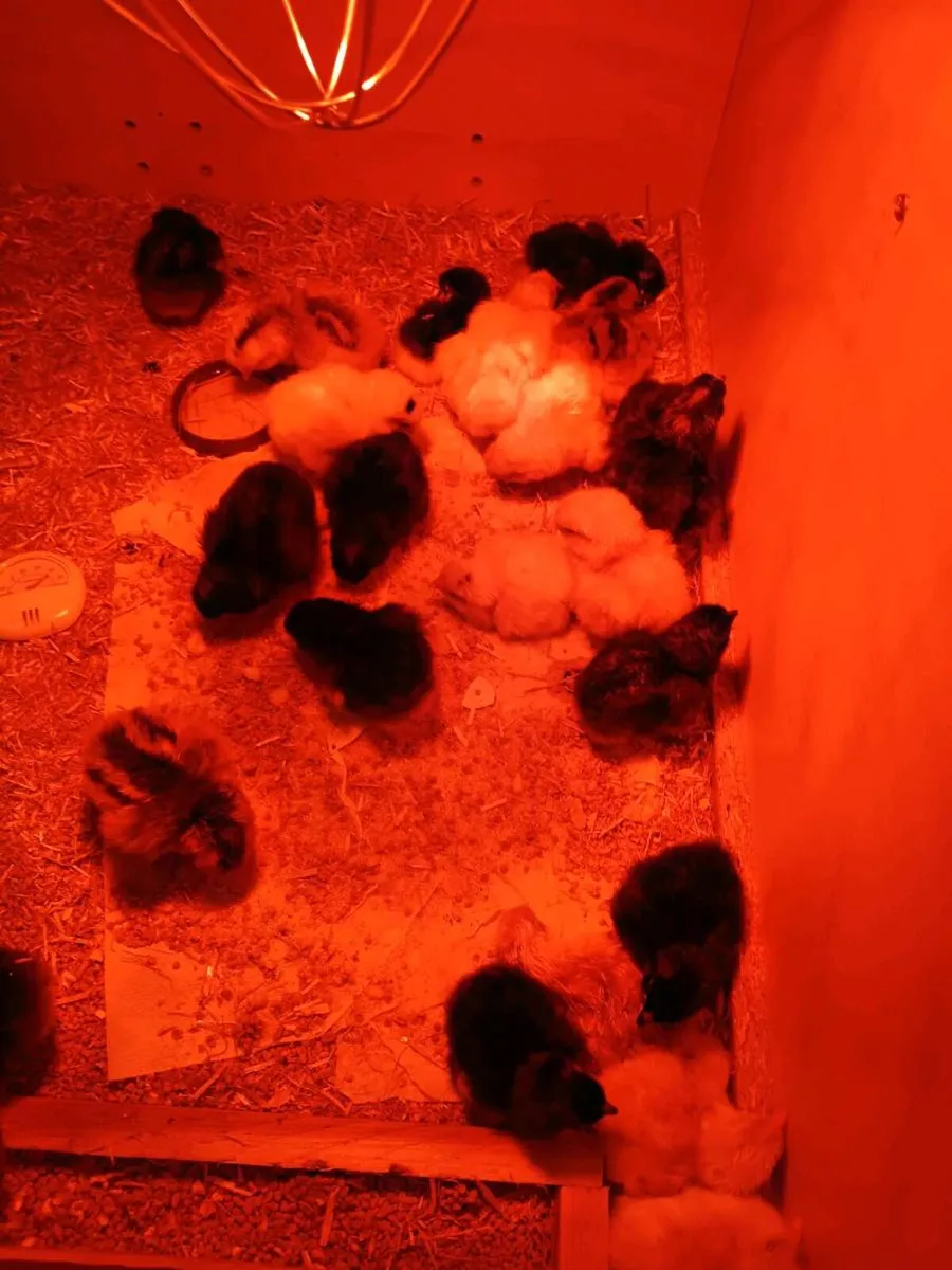 🐣 Day-Old Chicks for Sale! 🐣

Day-old chicks fro - Image 2