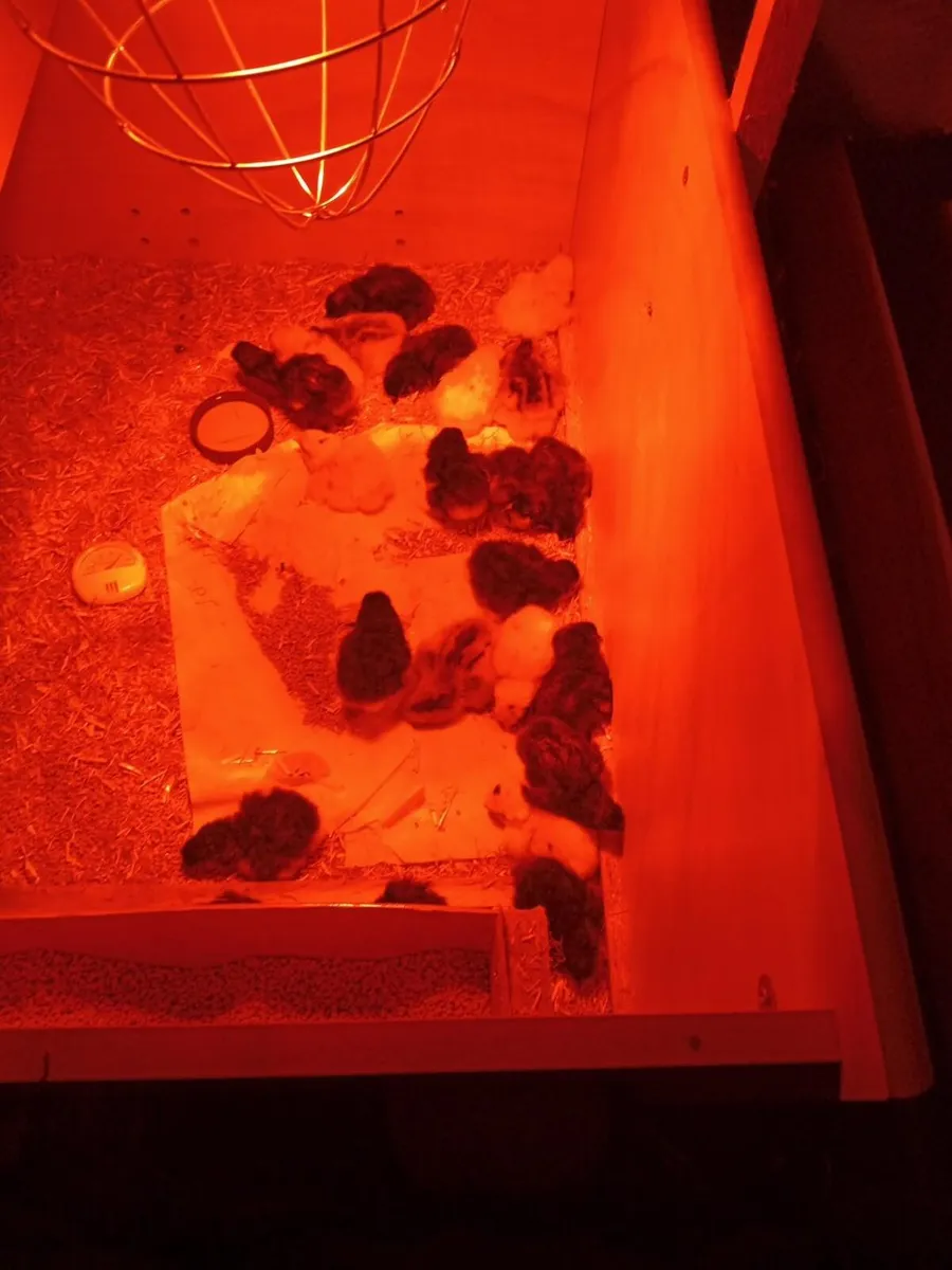 🐣 Day-Old Chicks for Sale! 🐣

Day-old chicks fro - Image 3