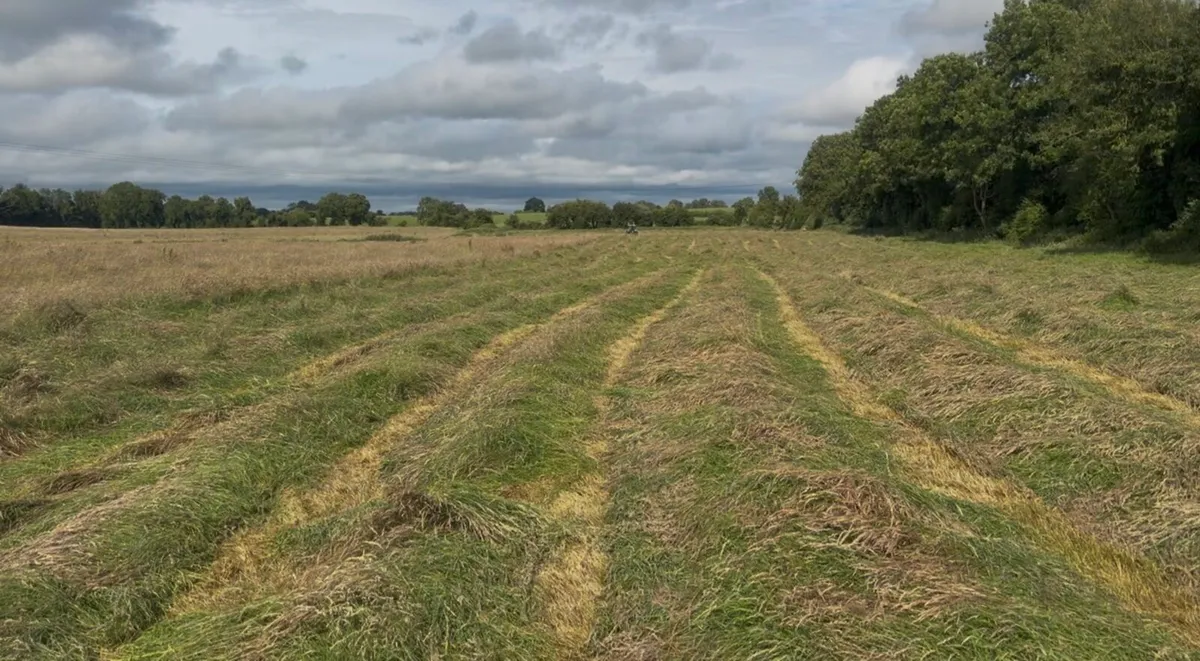 Top Quality Horse Hay 2026 - Image 4