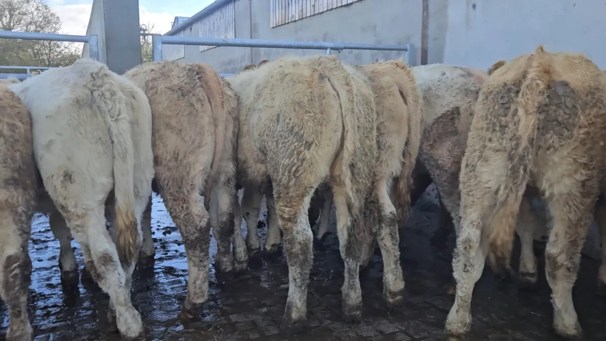 18 Smashing Charolais Heifers - Image 3
